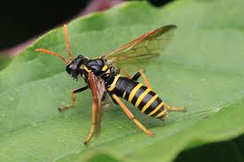 Attēlu rezultāti vaicājumam “Tenthredo scrophulariae larva”