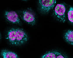 Attēlu rezultāti vaicājumam “Bryum funkii cells”