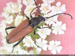 Attēlu rezultāti vaicājumam “Lamproderma debile”