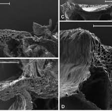 Attēlu rezultāti vaicājumam “Atrichum flavisetum sporophyte”