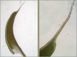 Attēlu rezultāti vaicājumam “Syntrichia ruralis var. ruraliformis”