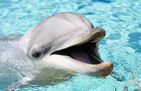Image result for japan dolphin slaughter