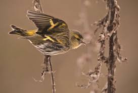 Attēlu rezultāti vaicājumam “Carduelis spinus female”