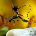 Attēlu rezultāti vaicājumam “Torymidae”