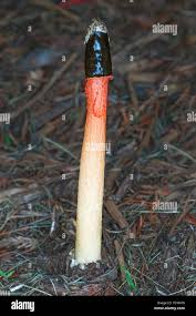 Attēlu rezultāti vaicājumam “Mutinus ravenelii”