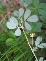Attēlu rezultāti vaicājumam “Trifolium dubium leaf”