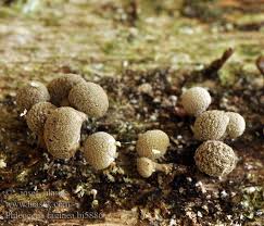 Attēlu rezultāti vaicājumam “Phleogena faginea young”