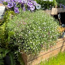 Attēlu rezultāti vaicājumam “Gypsophila muralis flower”