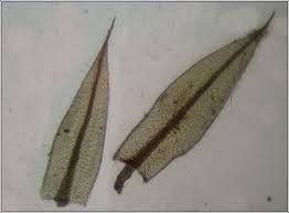 Attēlu rezultāti vaicājumam “Bryum rubens”