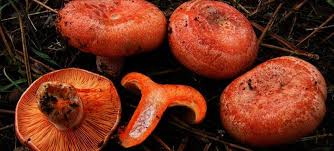 Attēlu rezultāti vaicājumam “Lactarius deliciosus”