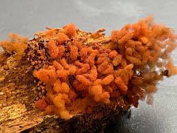 Attēlu rezultāti vaicājumam “Arcyria affinis macro”