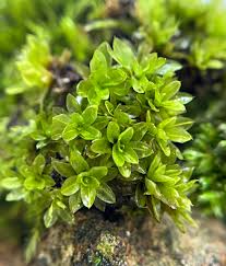 Attēlu rezultāti vaicājumam “Tortula subulata”