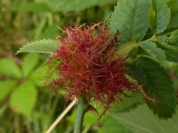 Attēlu rezultāti vaicājumam “Diplolepis rosae”