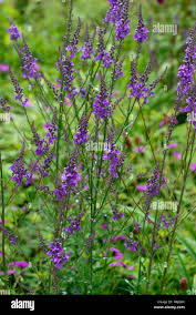 Image result for Linaria purpurea