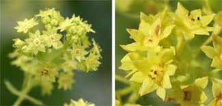 Image result for Alchemilla mollis