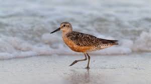Image result for Calidris tenuirostris