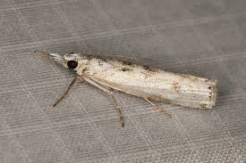 Attēlu rezultāti vaicājumam “Crambus”