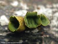 Attēlu rezultāti vaicājumam “Ionomidotis irregularis”