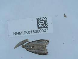 Attēlu rezultāti vaicājumam “Catoptria verellus”