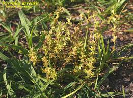 Attēlu rezultāti vaicājumam “Veronica arvensis flower”