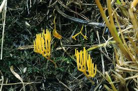 Attēlu rezultāti vaicājumam “Ramariopsis crocea”