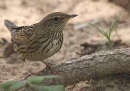 Image result for Locustella lanceolata