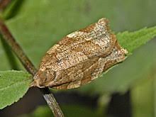 Attēlu rezultāti vaicājumam “Pandemis cinnamomeana female”