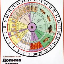 Картинки по запросу WoCa (Женский календарь)