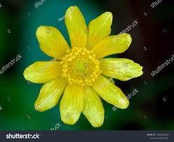 Attēlu rezultāti vaicājumam “Ranunculaceae”