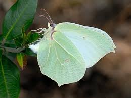 Attēlu rezultāti vaicājumam “Gonepteryx rhamni”