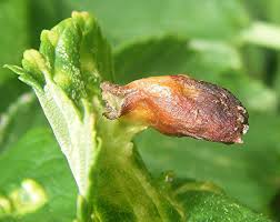 Attēlu rezultāti vaicājumam “Tetraneura ulmi”