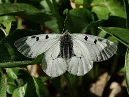 Attēlu rezultāti vaicājumam “Parnassius mnemosyne underside”