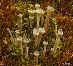 Attēlu rezultāti vaicājumam “Cladonia fimbriata”