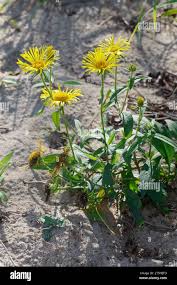 Attēlu rezultāti vaicājumam “Inula britannica flower”