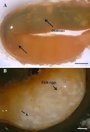 Image result for Cucumaria frondosa