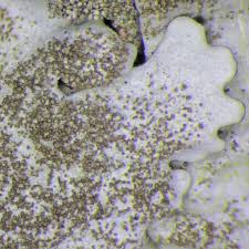 Attēlu rezultāti vaicājumam “Parmelina tiliacea”