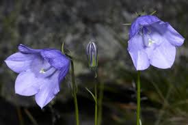 Image result for Campanula moesiaca