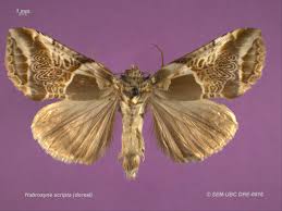 Attēlu rezultāti vaicājumam “Drepanidae”