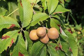 Attēlu rezultāti vaicājumam “Aesculus flava leaf”