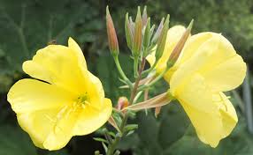 Attēlu rezultāti vaicājumam “Oenothera biennis flower”