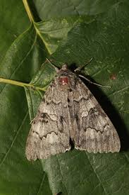 Attēlu rezultāti vaicājumam “Catocala nupta”