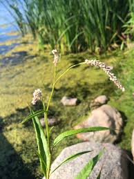 Attēlu rezultāti vaicājumam “Persicaria lapathifolia leaf”