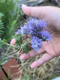 Attēlu rezultāti vaicājumam “Phacelia tanacetifolia”