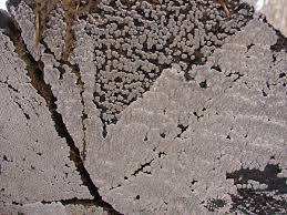 Attēlu rezultāti vaicājumam “Xylobolus frustulatus”