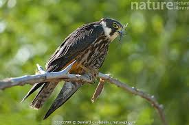 Attēlu rezultāti vaicājumam “Falco subbuteo”