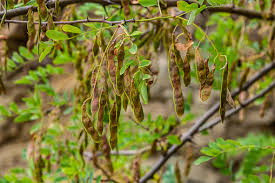 Attēlu rezultāti vaicājumam “Robinia pseudoacacia fruit”