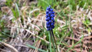 Attēlu rezultāti vaicājumam “Muscari botryoides leaf”
