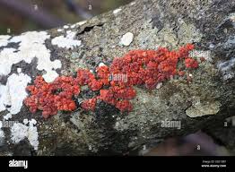 Attēlu rezultāti vaicājumam “Peniophora rufa”