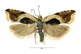 Attēlu rezultāti vaicājumam “Ancylis badiana”