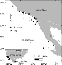 Image result for Alopias vulpinus